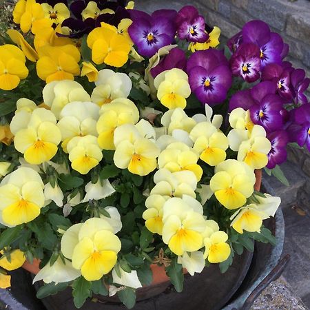 B&B Les Fleurs Gignod Ngoại thất bức ảnh