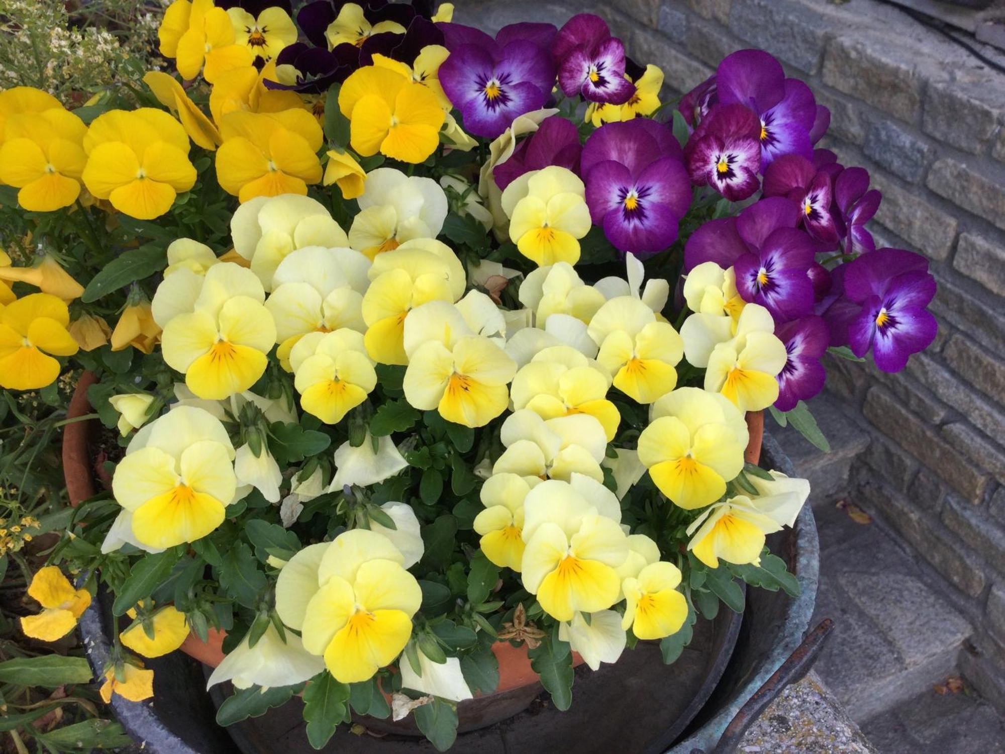 B&B Les Fleurs Gignod Ngoại thất bức ảnh