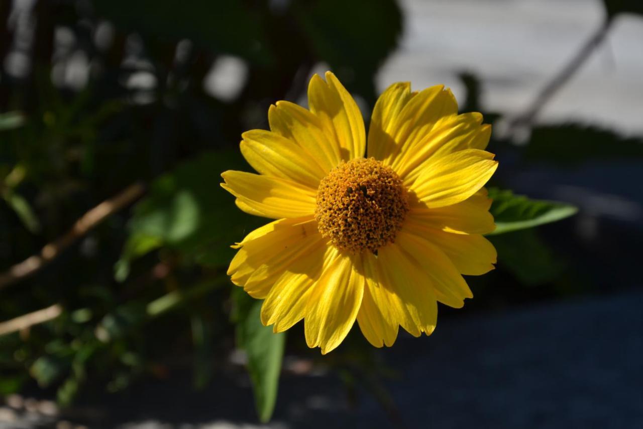 B&B Les Fleurs Gignod Phòng bức ảnh